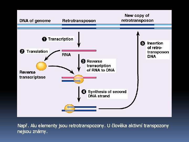 Např. Alu elementy jsou retrotranspozony. U člověka aktivní transpozony nejsou známy. 