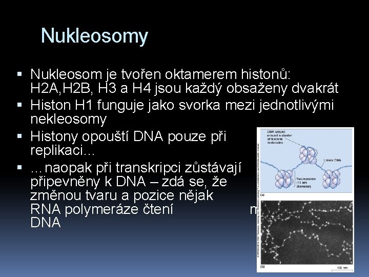Nukleosomy Nukleosom je tvořen oktamerem histonů: H 2 A, H 2 B, H 3
