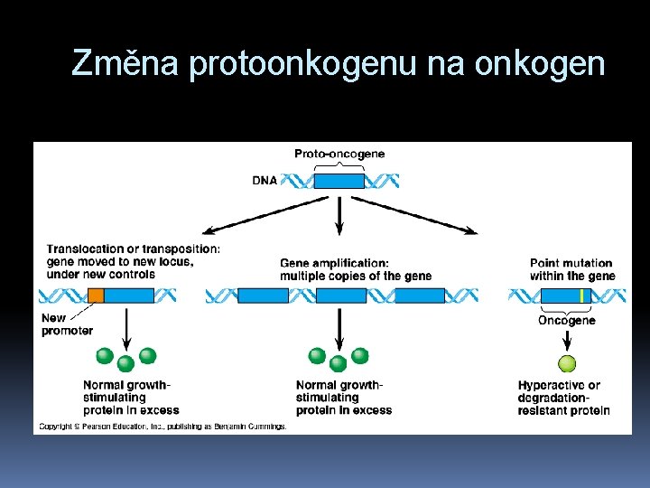 Změna protoonkogenu na onkogen 