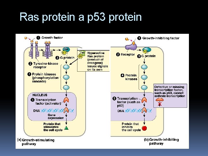 Ras protein a p 53 protein 