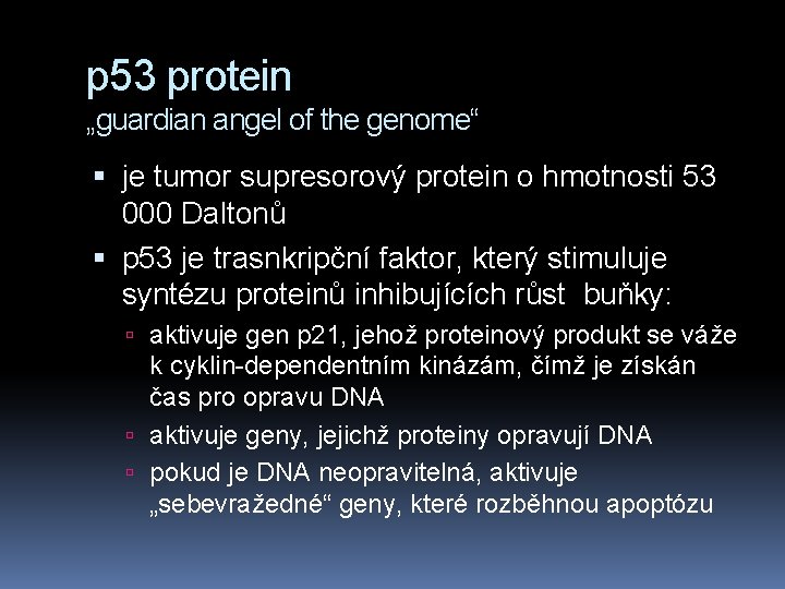 p 53 protein „guardian angel of the genome“ je tumor supresorový protein o hmotnosti