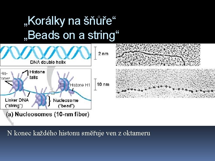 „Korálky na šňůře“ „Beads on a string“ N konec každého histonu směřuje ven z