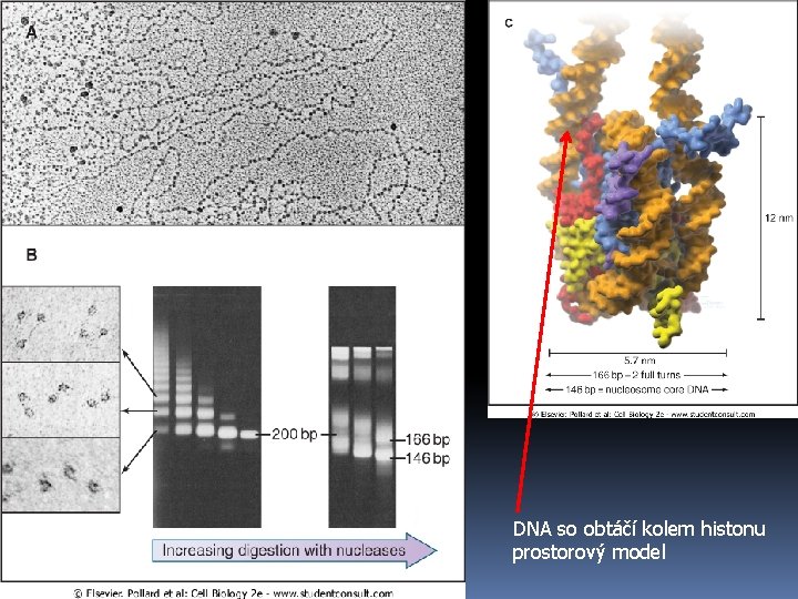 DNA so obtáčí kolem histonu prostorový model 