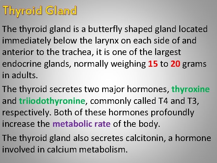 Thyroid Gland The thyroid gland is a butterfly shaped gland located immediately below the