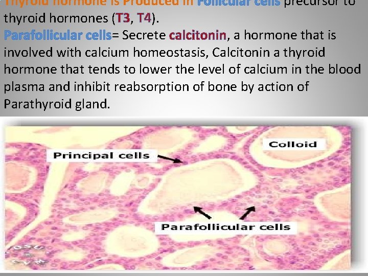 Thyroid hormone is Produced in Follicular cells precursor to thyroid hormones (T 3, T