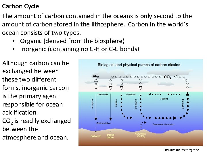 Carbon Cycle The amount of carbon contained in the oceans is only second to