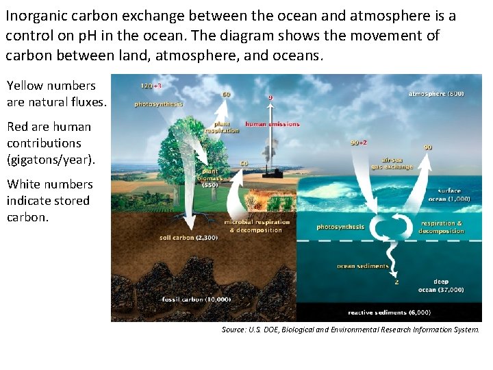 Inorganic carbon exchange between the ocean and atmosphere is a control on p. H