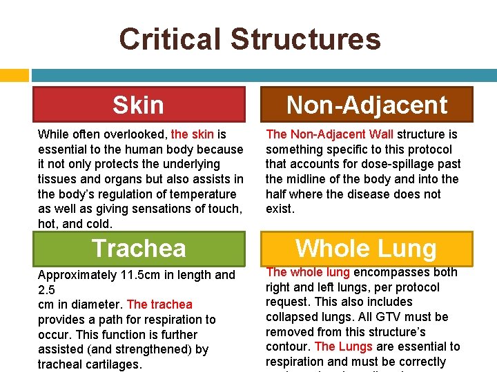 Critical Structures Skin While often overlooked, the skin is essential to the human body