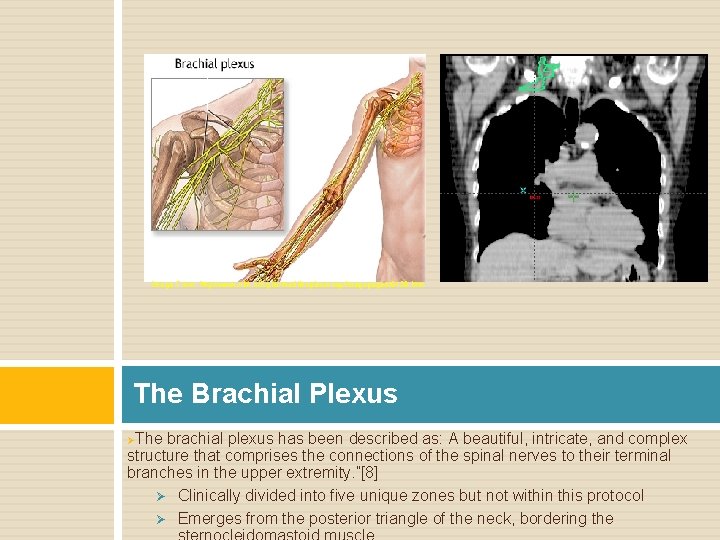 Image From: http: //www. nlm. nih. gov/medlineplus/ency/imagepages/9129. htm The Brachial Plexus ØThe brachial plexus