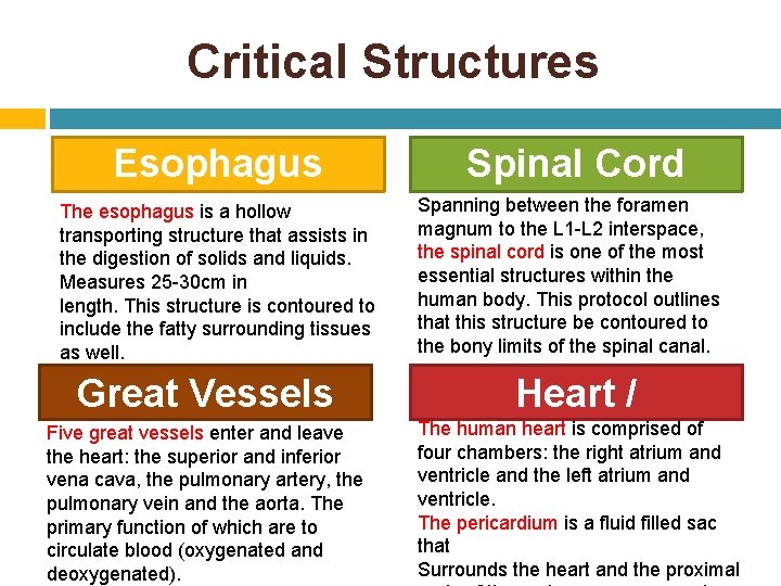 Critical Structures Esophagus The esophagus is a hollow transporting structure that assists in the