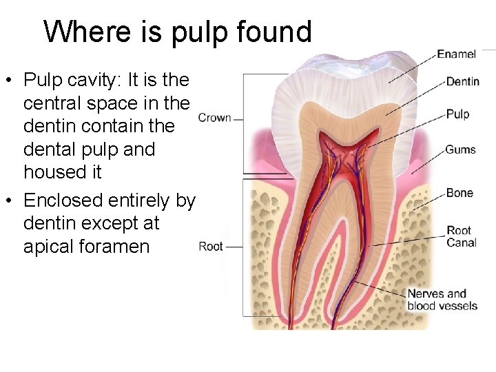 Where is pulp found • Pulp cavity: It is the central space in the