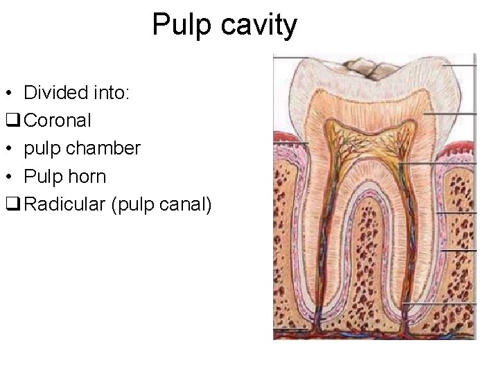 Pulp cavity • Divided into: q Coronal • pulp chamber • Pulp horn q