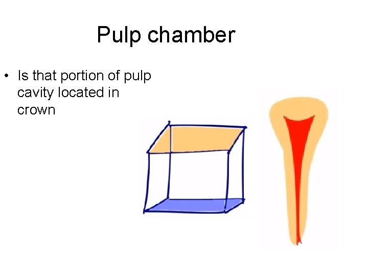 Pulp chamber • Is that portion of pulp cavity located in crown 