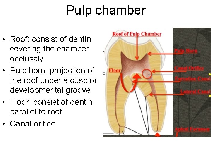 Pulp chamber • Roof: consist of dentin covering the chamber occlusaly • Pulp horn: