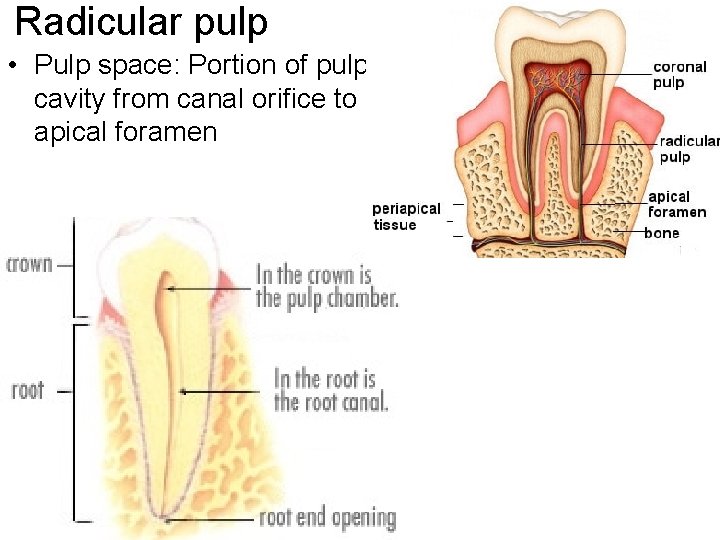 Radicular pulp • Pulp space: Portion of pulp cavity from canal orifice to apical