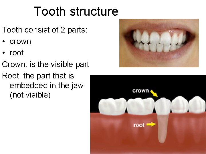 Tooth structure Tooth consist of 2 parts: • crown • root Crown: is the