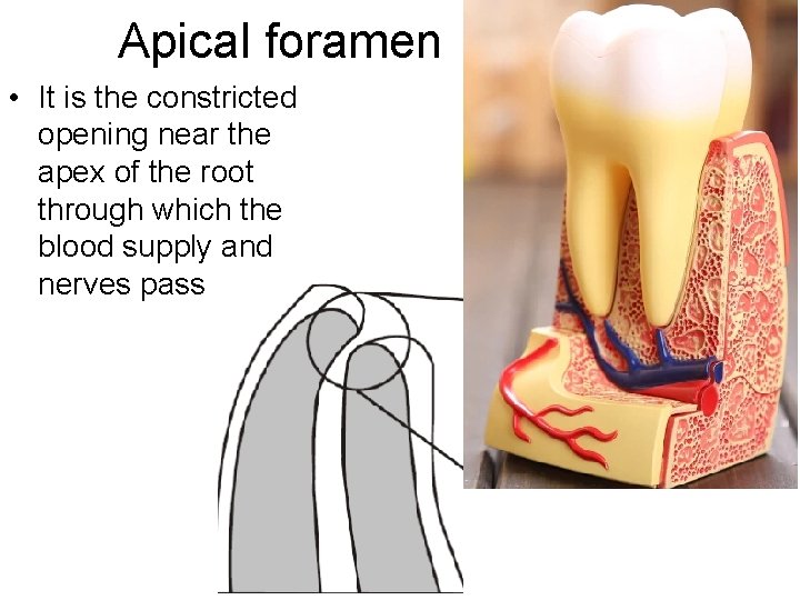 Apical foramen • It is the constricted opening near the apex of the root