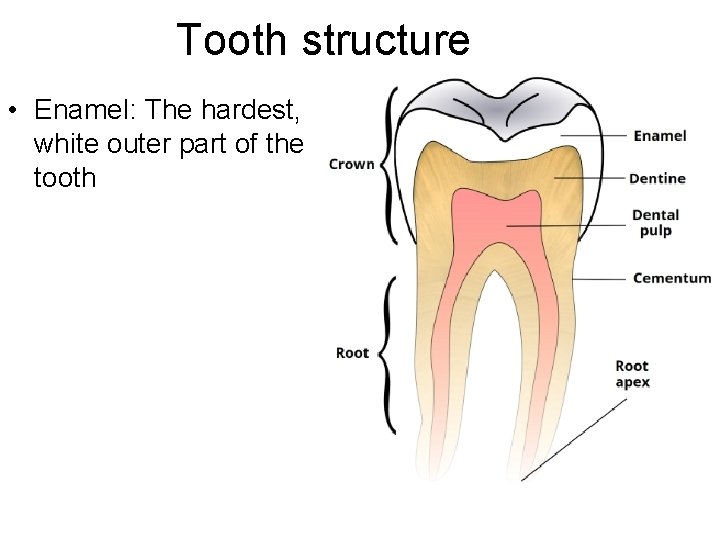 Tooth structure • Enamel: The hardest, white outer part of the tooth 