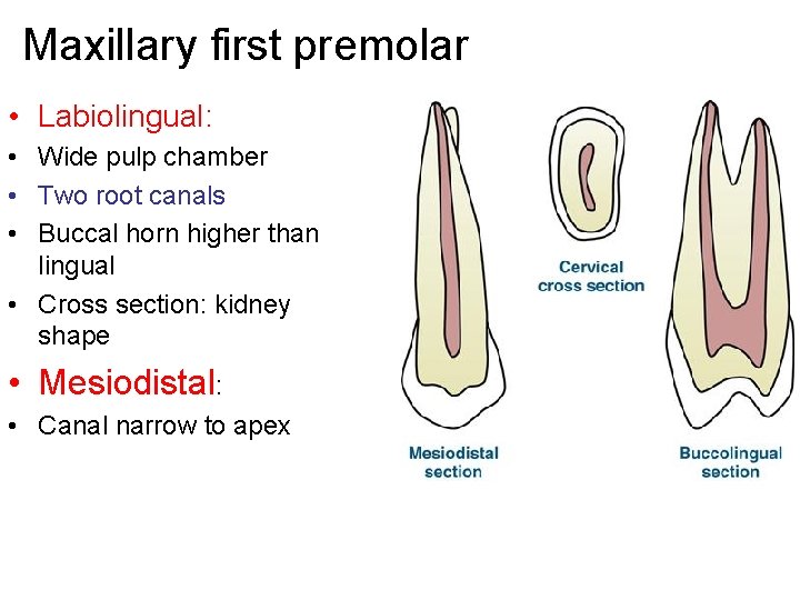 Maxillary first premolar • Labiolingual: • Wide pulp chamber • Two root canals •