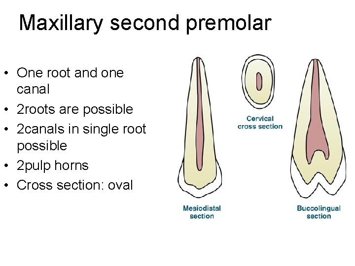 Maxillary second premolar • One root and one canal • 2 roots are possible