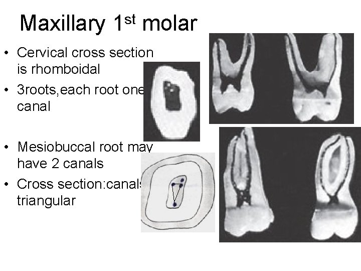 Maxillary 1 st molar • Cervical cross section is rhomboidal • 3 roots, each