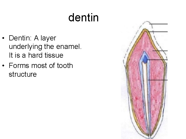 dentin • Dentin: A layer underlying the enamel. It is a hard tissue •