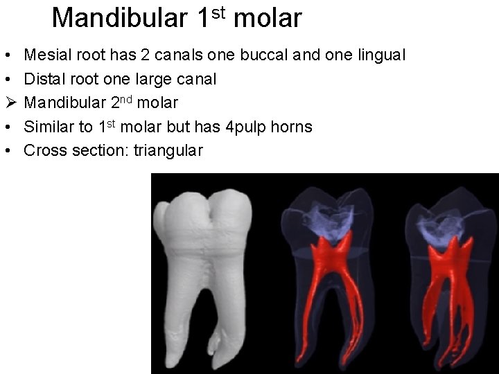 Mandibular 1 st molar • • Ø • • Mesial root has 2 canals