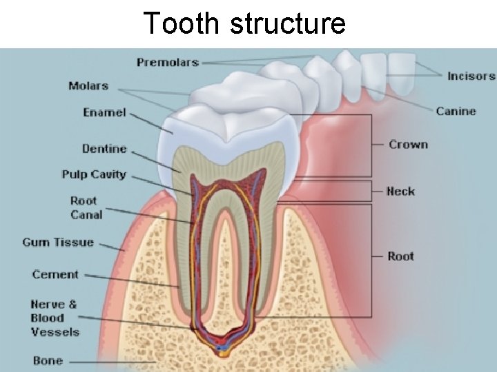 Tooth structure 