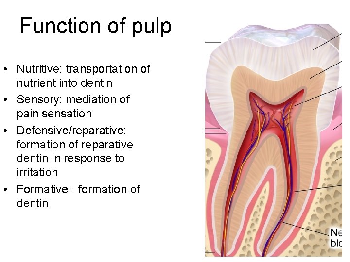 Function of pulp • Nutritive: transportation of nutrient into dentin • Sensory: mediation of