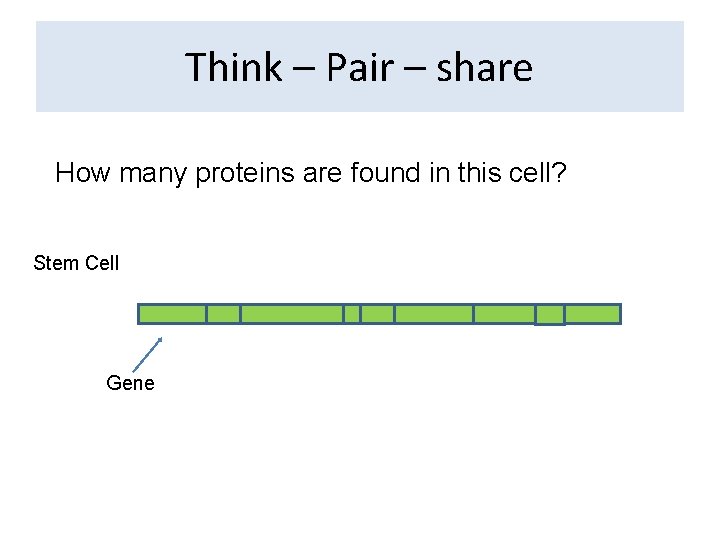 Think – Pair – share How many proteins are found in this cell? Stem Think – Pair – share How many proteins are found in this cell? Stem