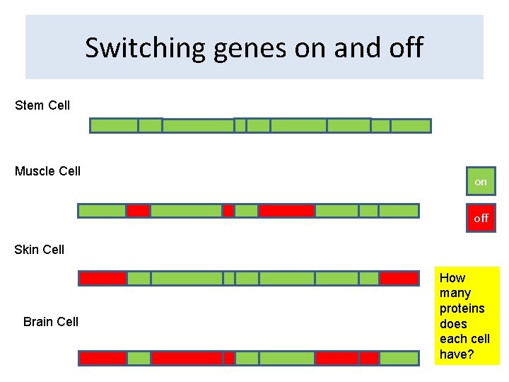 Switching genes on and off Stem Cell Muscle Cell on off Skin Cell Brain Switching genes on and off Stem Cell Muscle Cell on off Skin Cell Brain