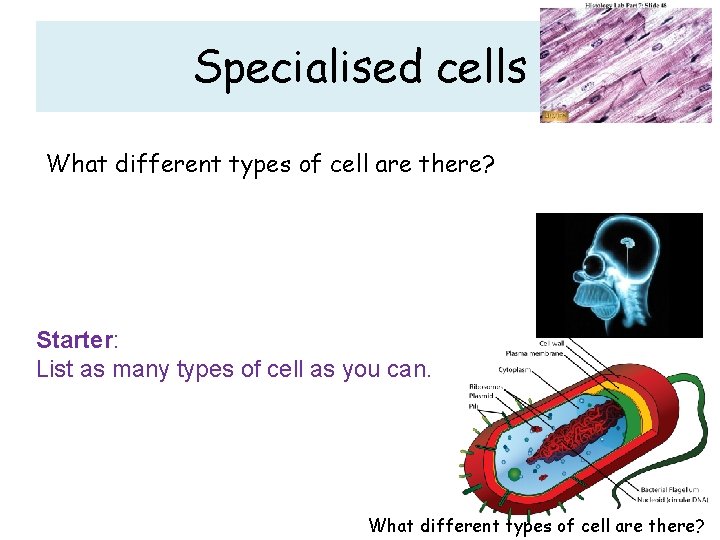 Specialised cells What different types of cell are there? Starter: List as many types Specialised cells What different types of cell are there? Starter: List as many types