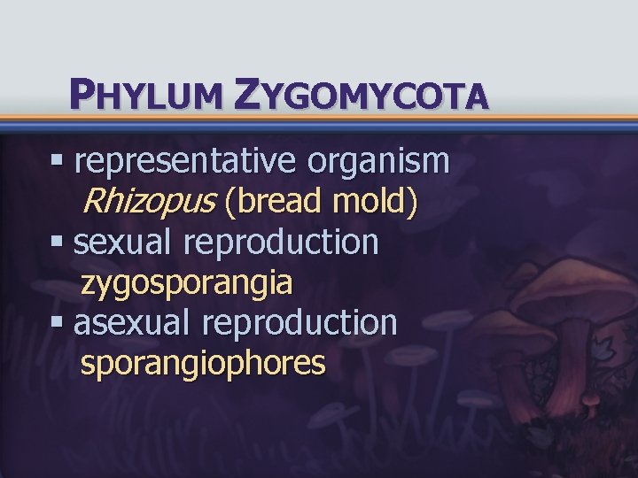 PHYLUM ZYGOMYCOTA § representative organism Rhizopus (bread mold) § sexual reproduction zygosporangia § asexual