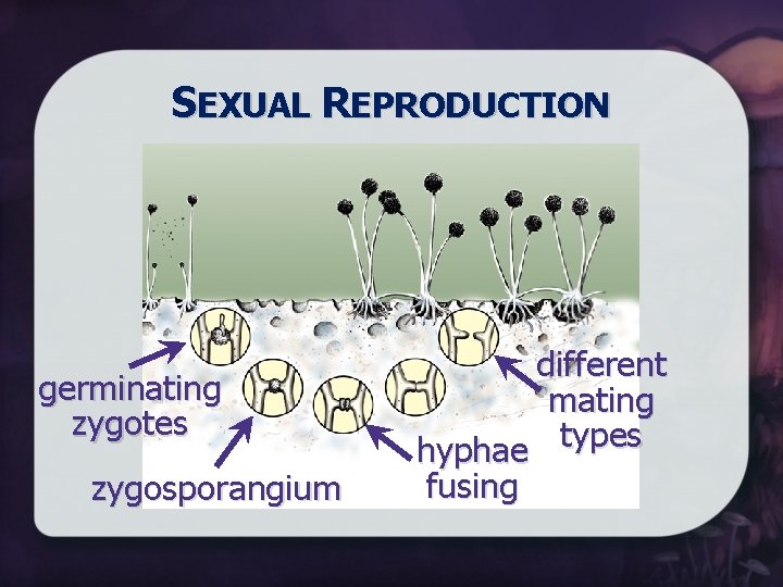 SEXUAL REPRODUCTION germinating zygotes zygosporangium different mating types hyphae fusing 