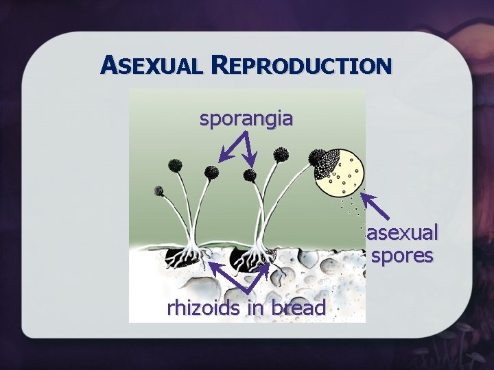ASEXUAL REPRODUCTION sporangia asexual spores rhizoids in bread 