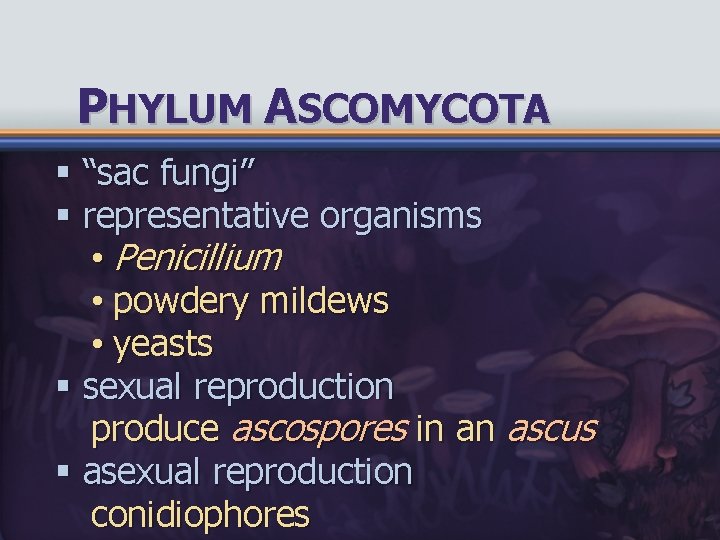 PHYLUM ASCOMYCOTA § “sac fungi” § representative organisms • Penicillium • powdery mildews •