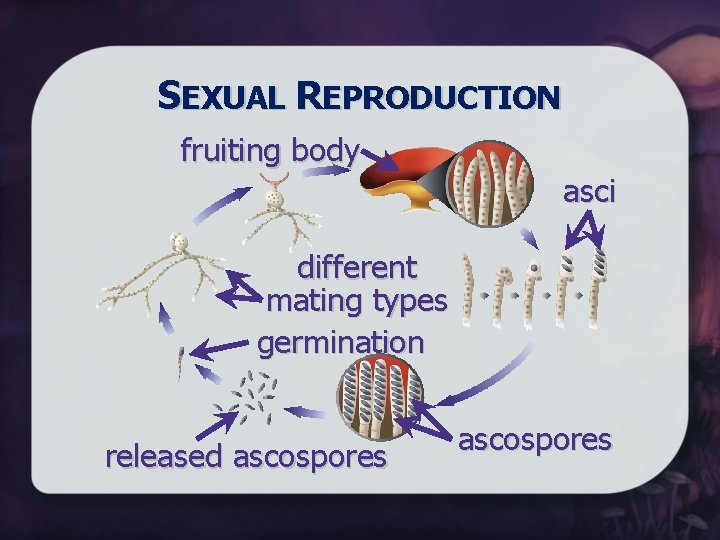 SEXUAL REPRODUCTION fruiting body asci different mating types germination released ascospores 