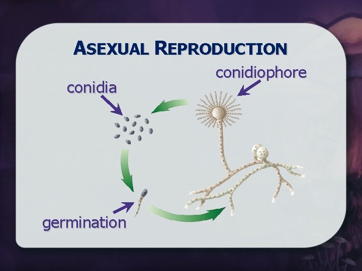 ASEXUAL REPRODUCTION conidia germination conidiophore 