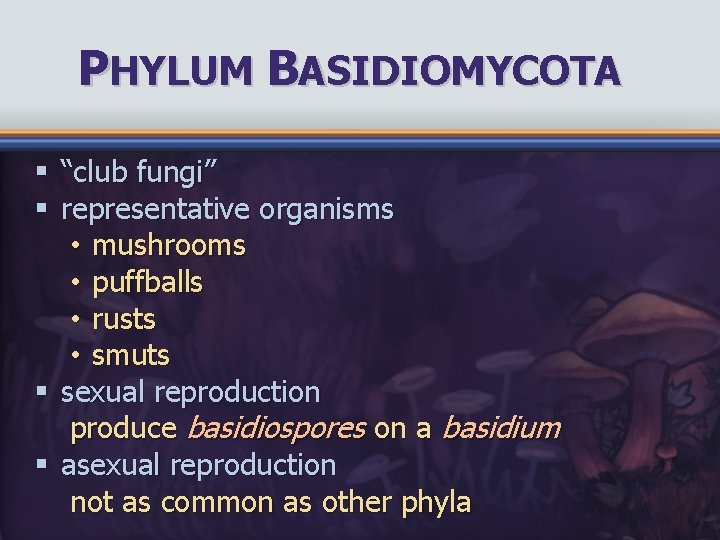 PHYLUM BASIDIOMYCOTA § “club fungi” § representative organisms • mushrooms • puffballs • rusts