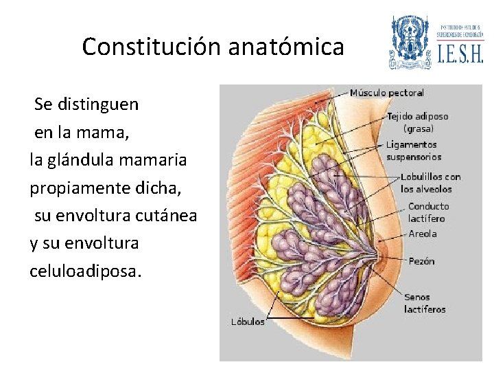 Constitución anatómica Se distinguen en la mama, la glándula mamaria propiamente dicha, su envoltura