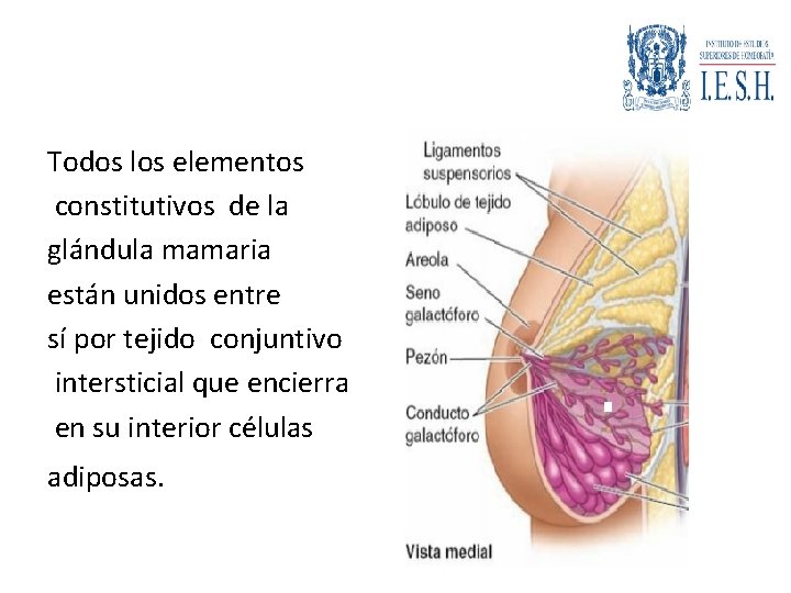 Todos los elementos constitutivos de la glándula mamaria están unidos entre sí por tejido