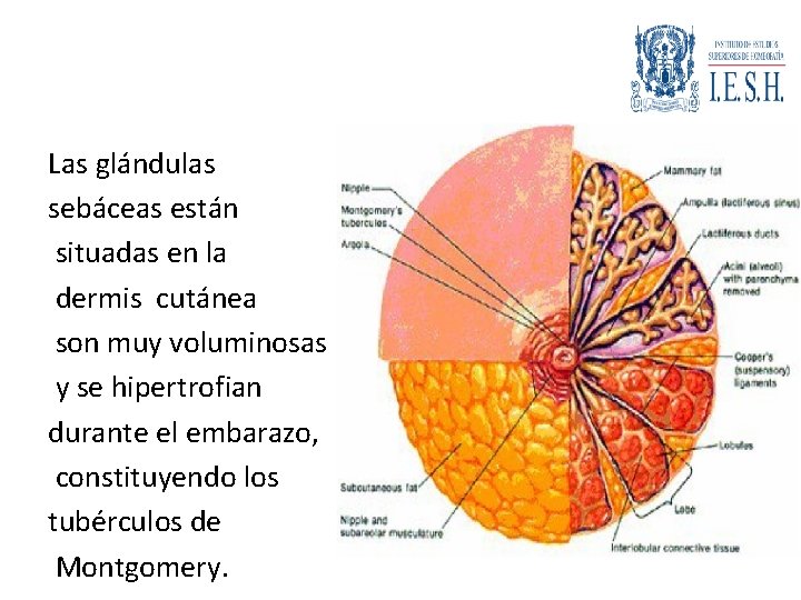 Las glándulas sebáceas están situadas en la dermis cutánea son muy voluminosas y se