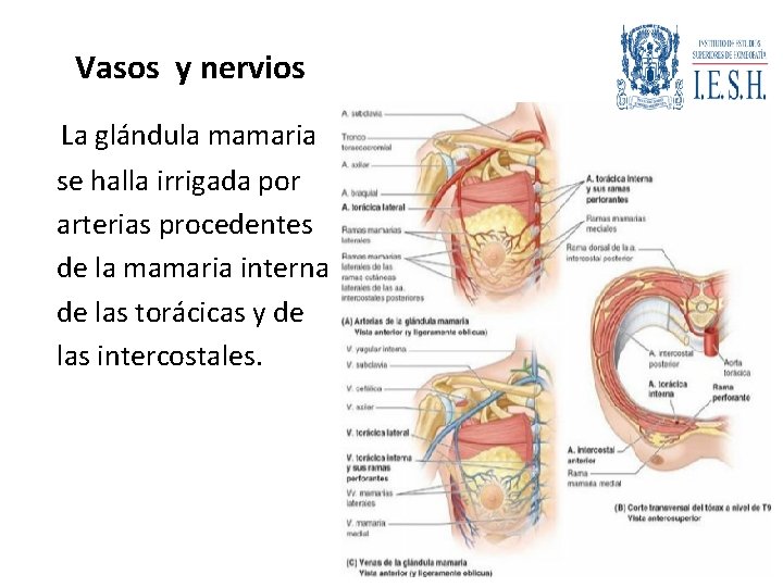 Vasos y nervios La glándula mamaria se halla irrigada por arterias procedentes de la