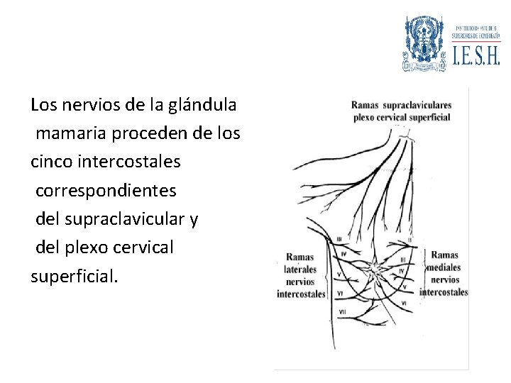 Los nervios de la glándula mamaria proceden de los cinco intercostales correspondientes del supraclavicular