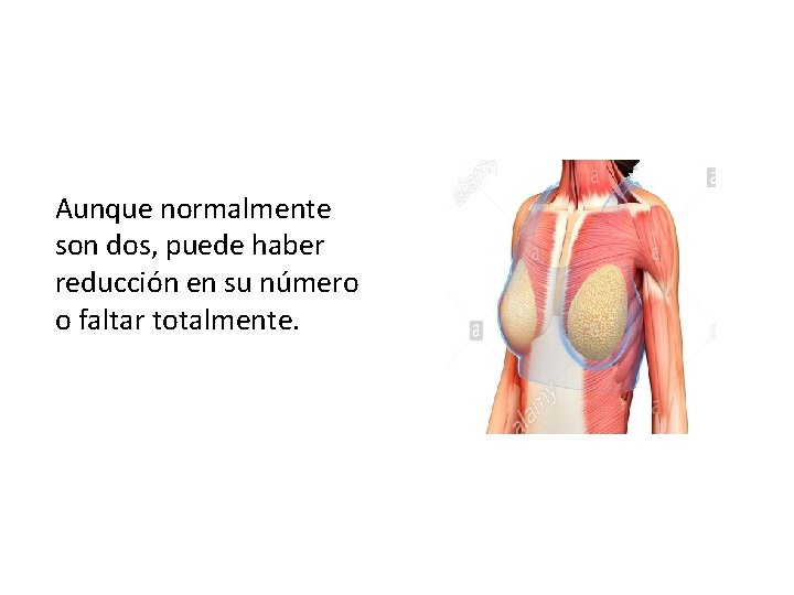 Aunque normalmente son dos, puede haber reducción en su número o faltar totalmente. 