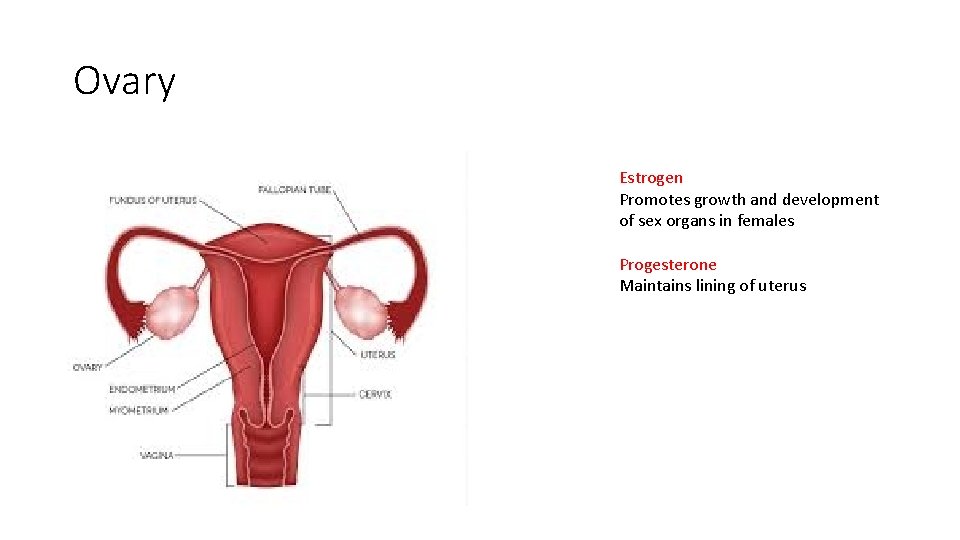 Ovary Estrogen Promotes growth and development of sex organs in females Progesterone Maintains lining