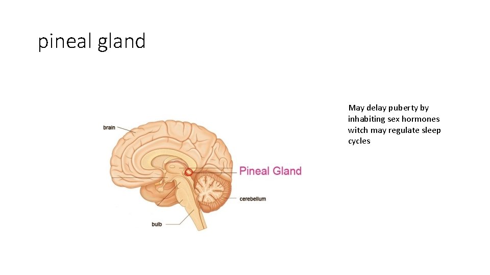 pineal gland May delay puberty by inhabiting sex hormones witch may regulate sleep cycles