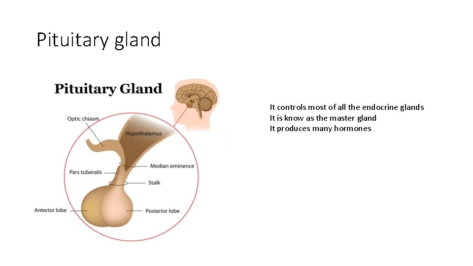 Pituitary gland It controls most of all the endocrine glands It is know as