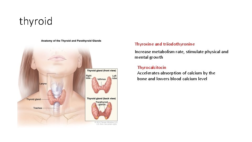 thyroid Thyroxine and triiodothyronine Increase metabolism rate, stimulate physical and mental growth Thyrocalcitocin Accelerates