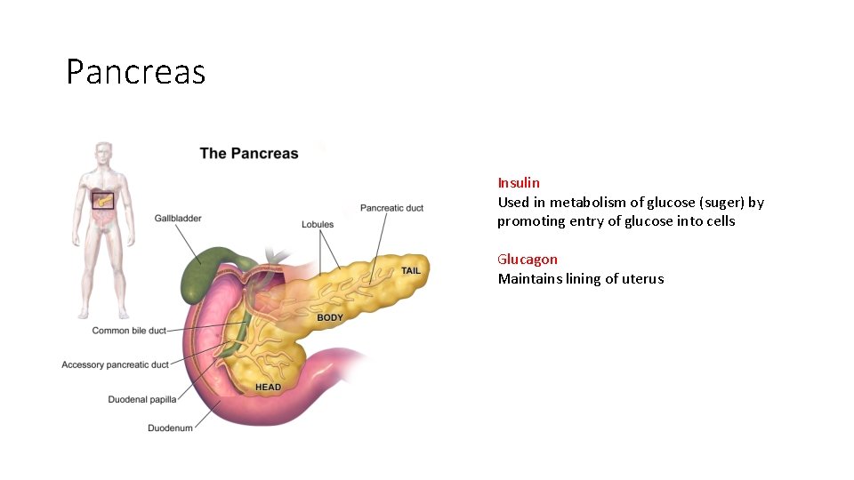 Pancreas Insulin Used in metabolism of glucose (suger) by promoting entry of glucose into